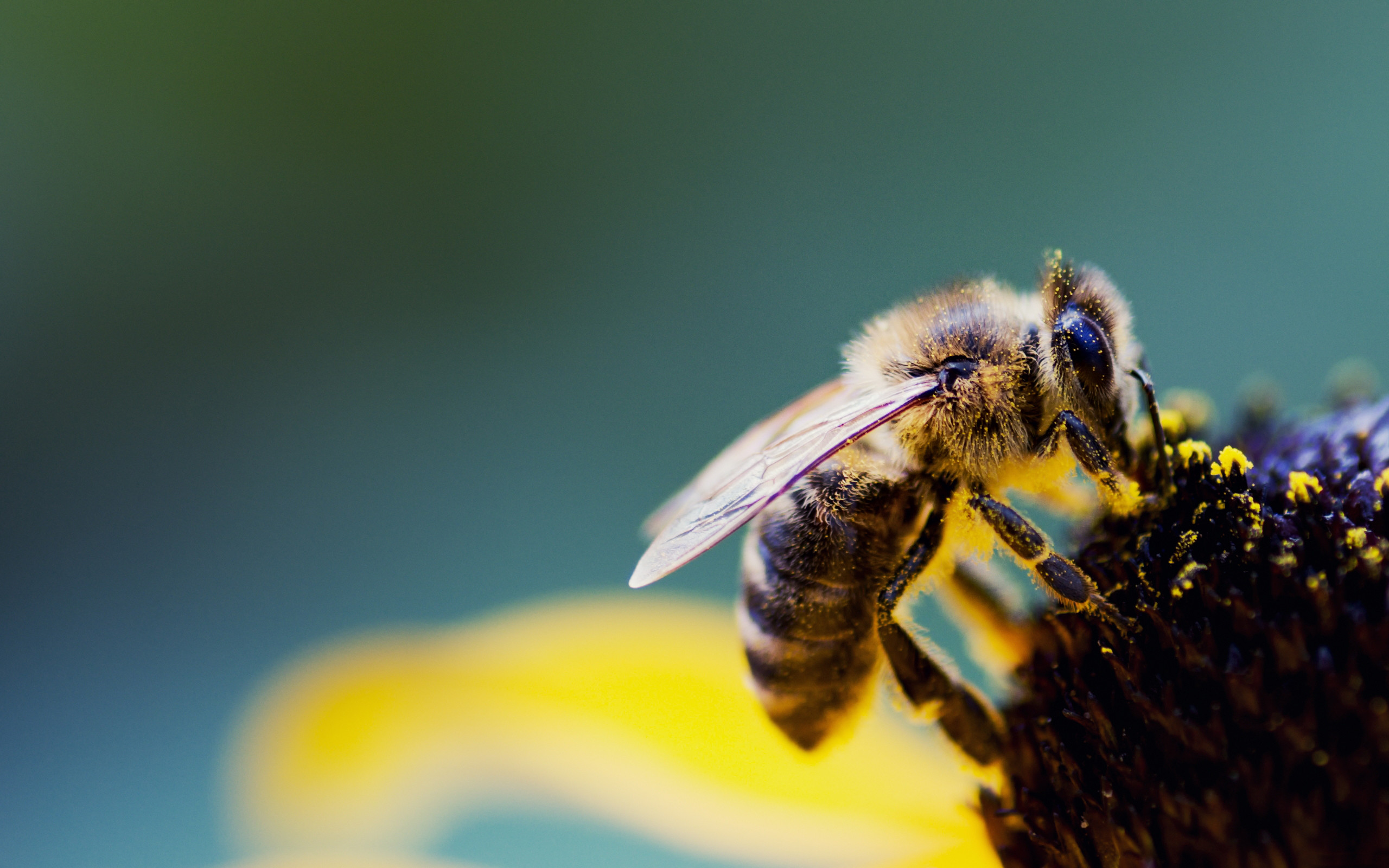 manjero deneyim tasarımı arılardan ilham alamak